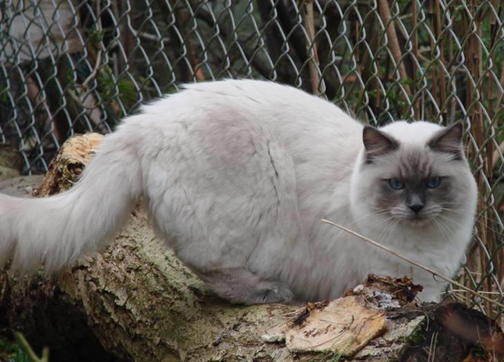 Ragdoll CZ*Zea Mays Komodo Dragon billede 11