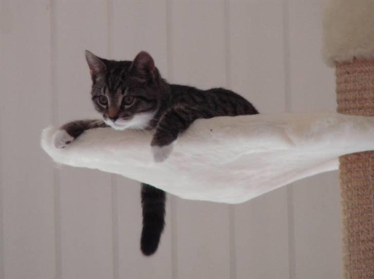 Huskat Luske billede 11