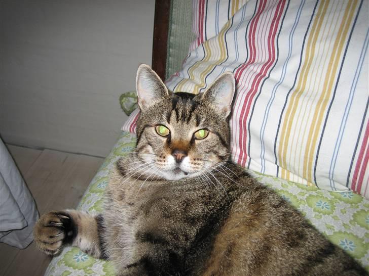 Huskat Grunk billede 1