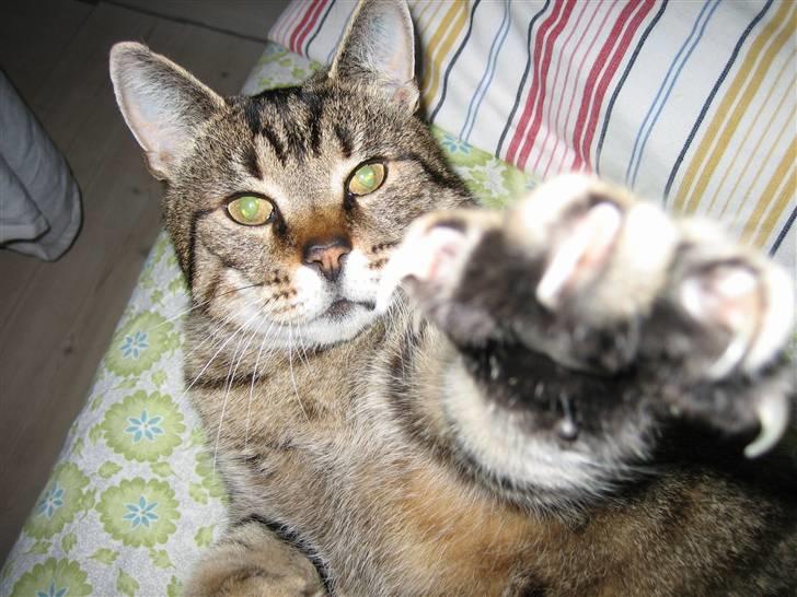 Huskat Grunk billede 2