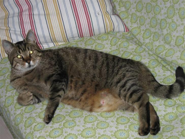 Huskat Grunk billede 3