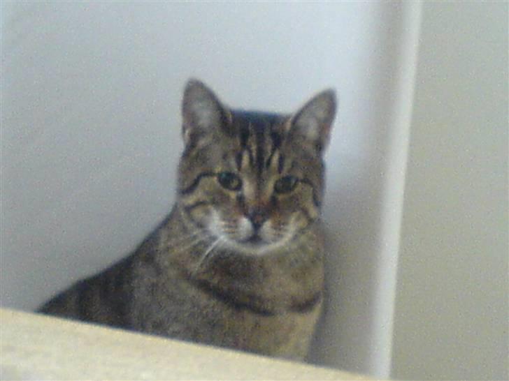 Huskat Grunk billede 4