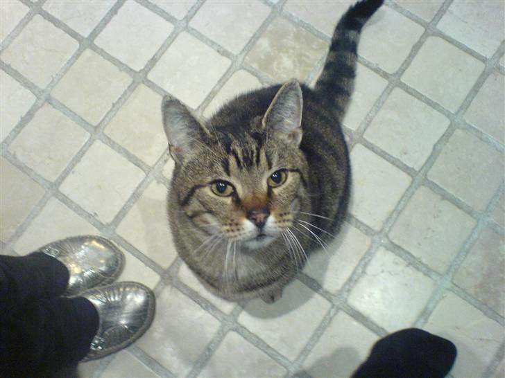 Huskat Grunk billede 5