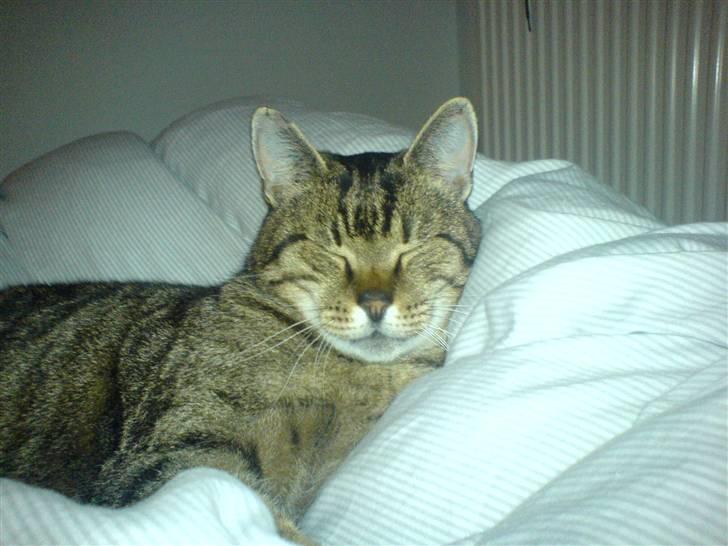 Huskat Grunk billede 6