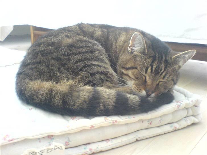 Huskat Grunk billede 7