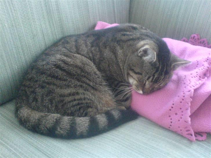 Huskat Grunk billede 8