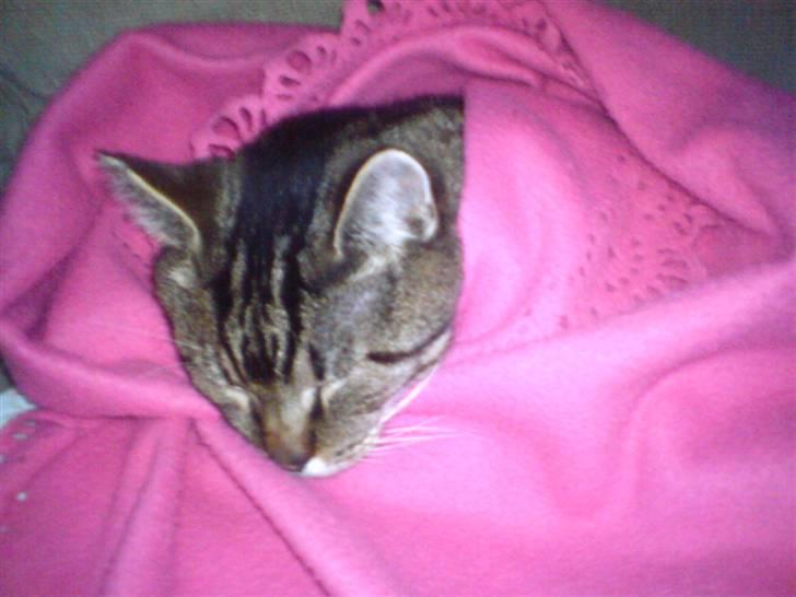 Huskat Grunk billede 9