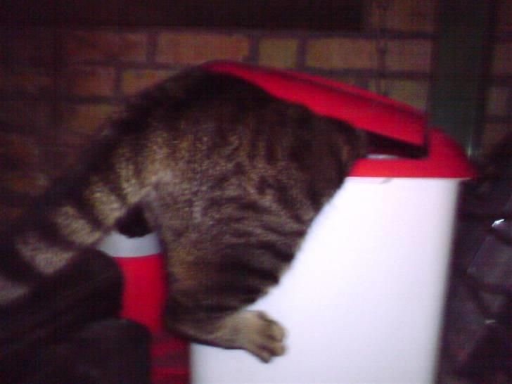 Huskat Grunk billede 10