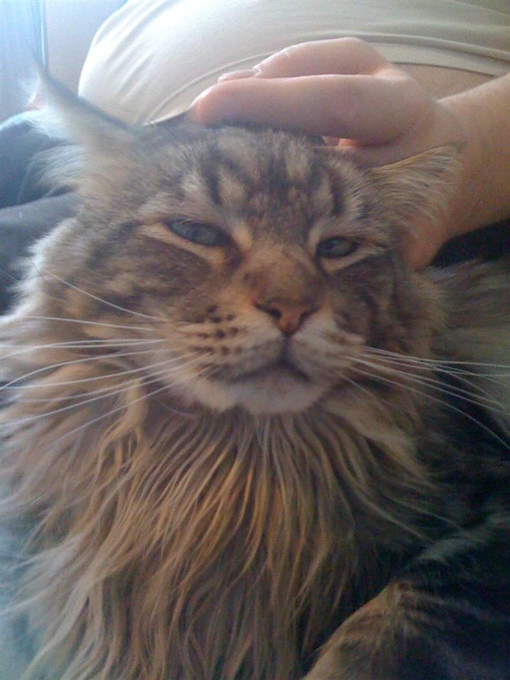 Maine Coon mercy - hejsa billede 6