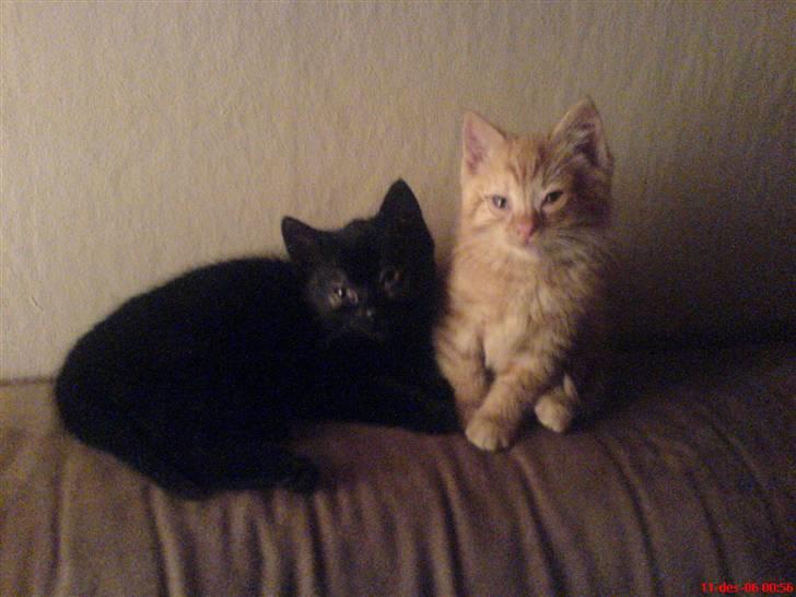 Huskat PSYCHO - første timene hjemme hos mig:) billede 14