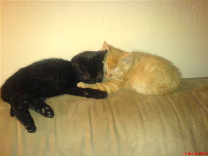 Huskat PSYCHO - søsken kærlighed...<3 de er bare så deilige:D billede 15