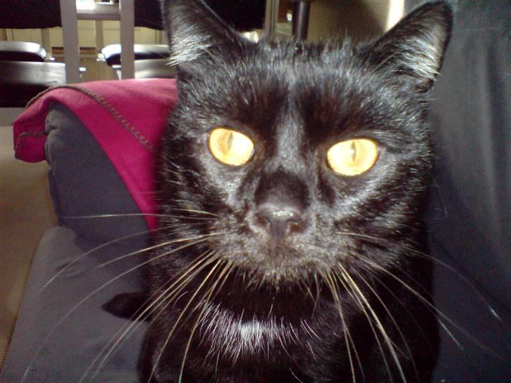 Huskat Arez - arez billede 1