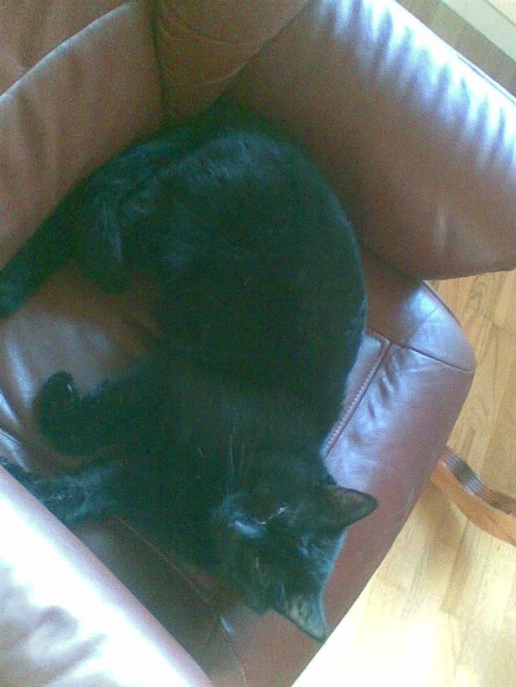 Huskat Fido - Ja.. Der har han så ligget siden kl 8 i morges... hehe  4/4-2008 billede 4