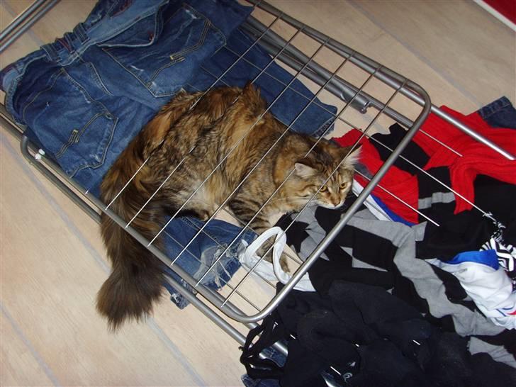 Maine Coon Silke - UPS... Den skulle jeg vidst ikke have sprunget op på :) billede 13