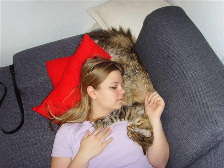 Maine Coon Silke - En lille eftermiddags lur er altid godt.  billede 14