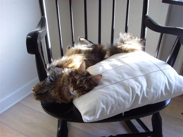 Maine Coon Silke - Min nye gyngestol :) billede 15