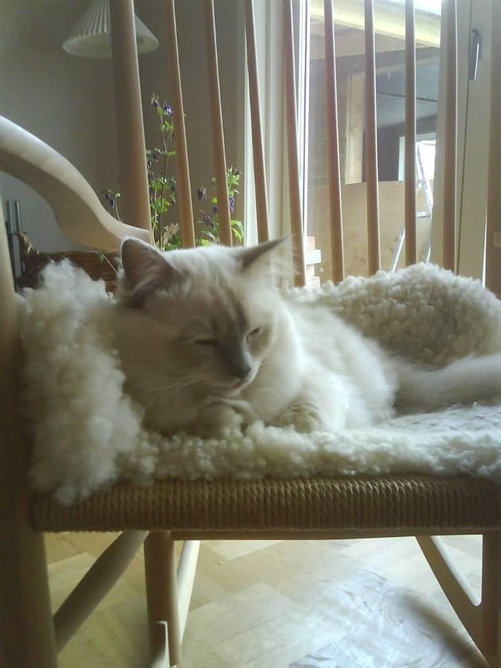 Hellig Birma cemba billede 2