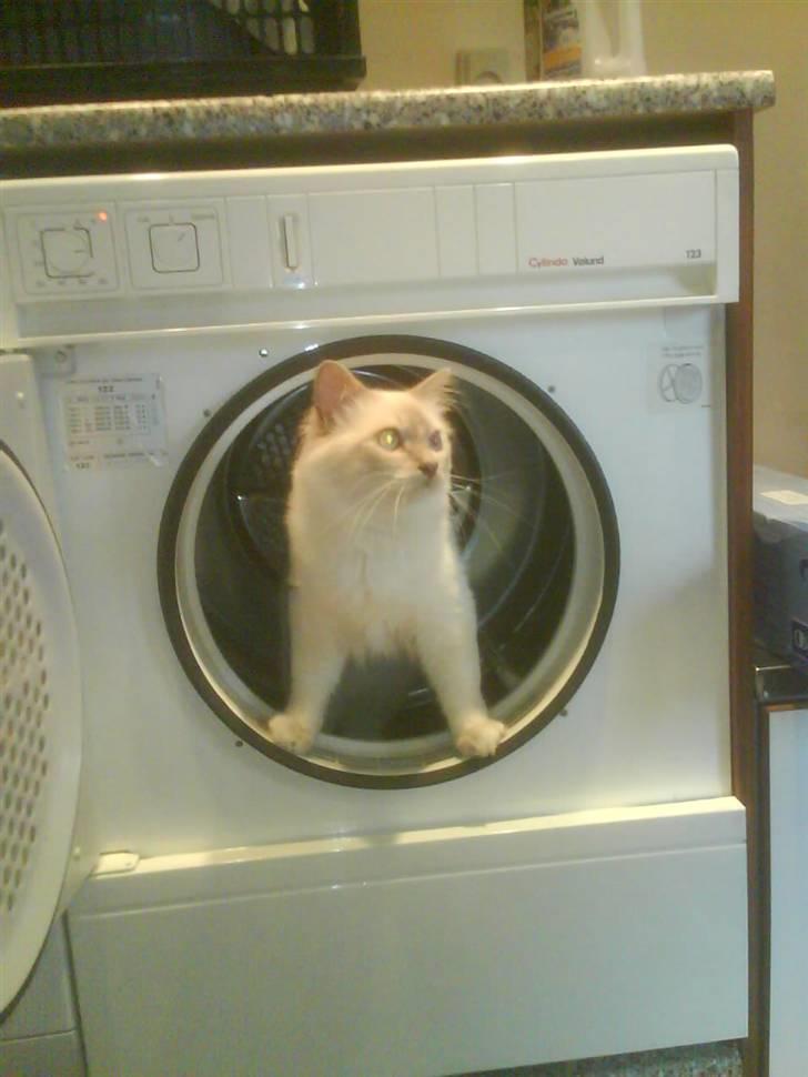 Hellig Birma cemba billede 3