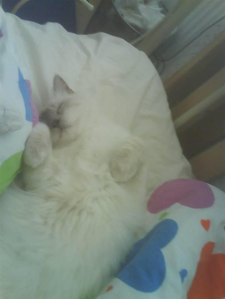 Hellig Birma cemba billede 4