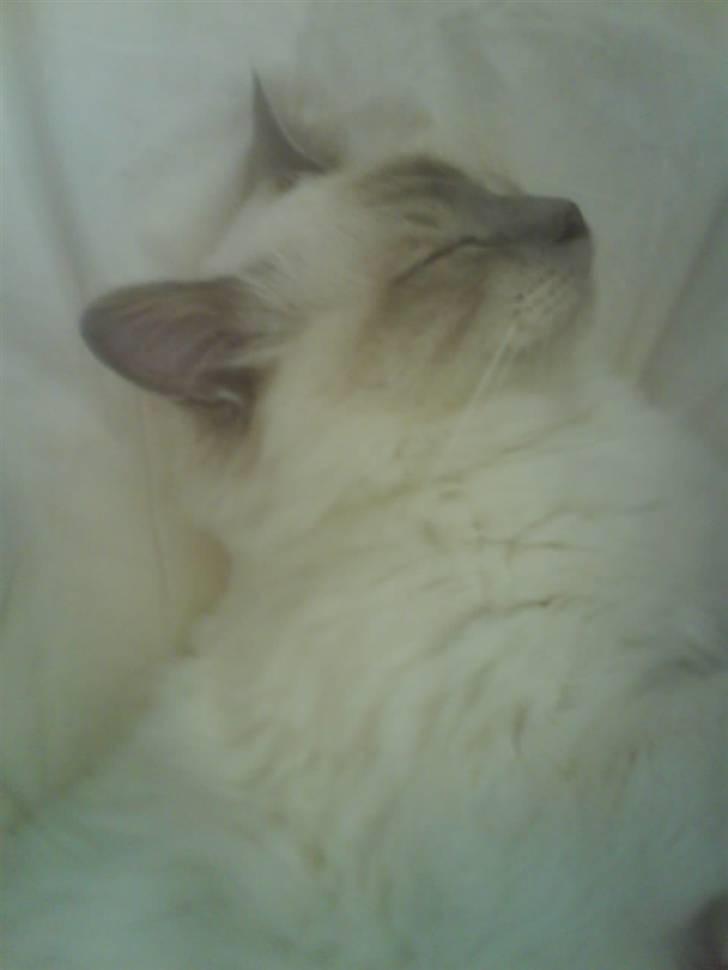 Hellig Birma cemba billede 5