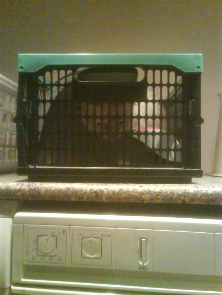 Hellig Birma cemba billede 6