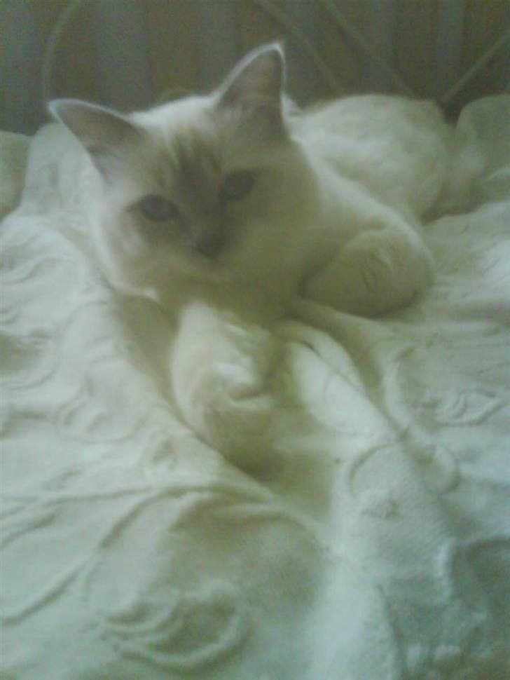 Hellig Birma cemba billede 7