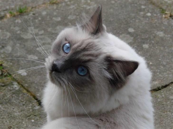 Ragdoll CZ*Zea Mays Komodo Dragon billede 12