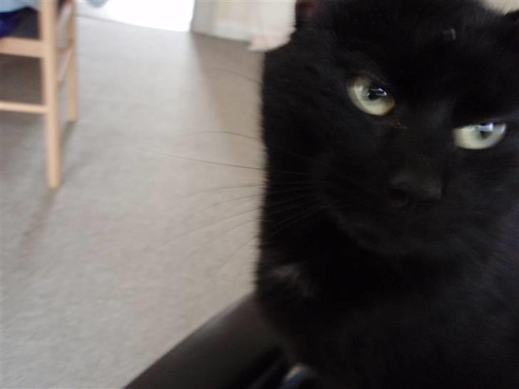 Huskat Blackki billede 13