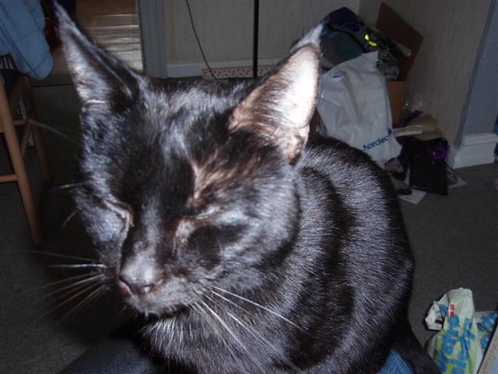 Huskat Blackki billede 14