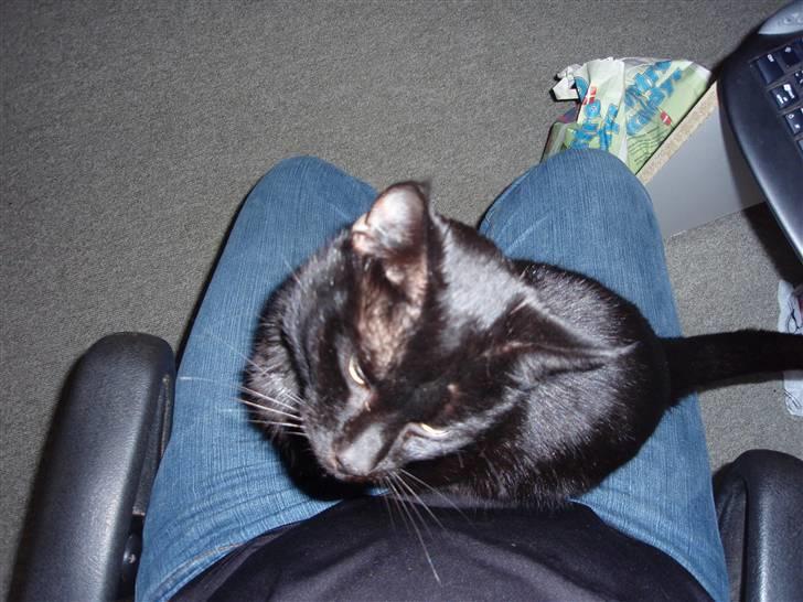 Huskat Blackki billede 15