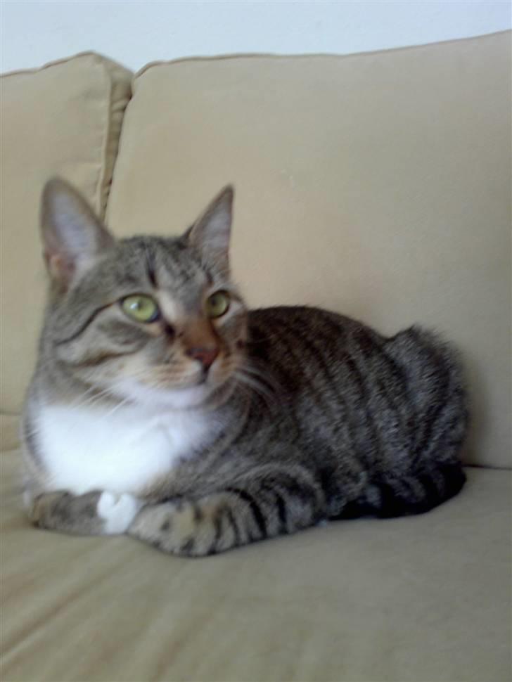 Blanding af racer benjamin - det er godt nok spændene det jeg kan se billede 9