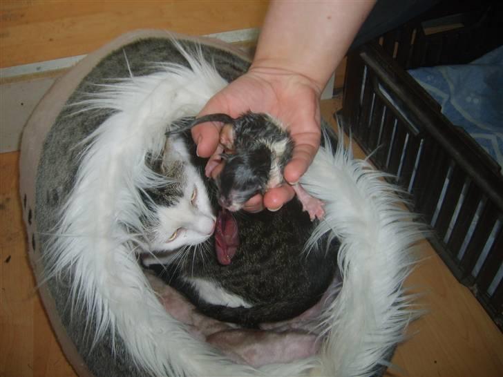 Blanding af racer tøsen - de er født den 4 april og hun fik 2 pige og  2 drenge  billede 9