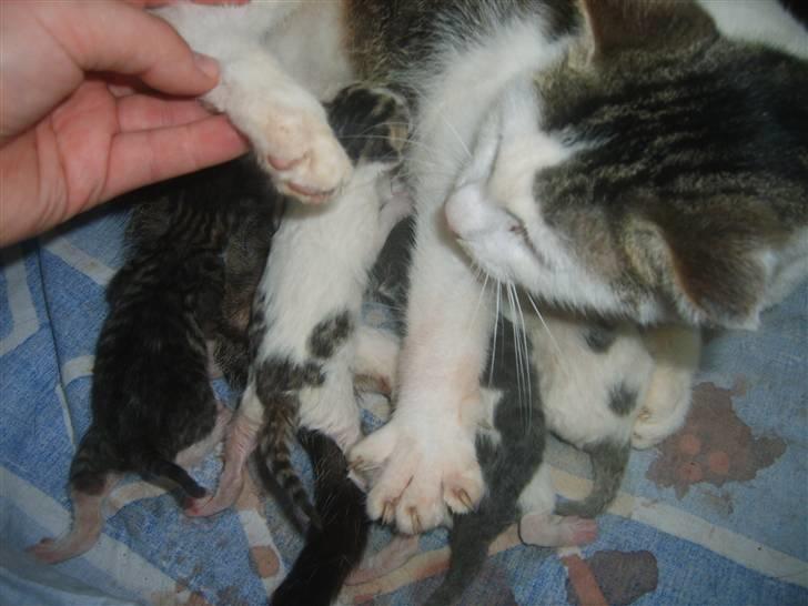 Blanding af racer tøsen billede 10