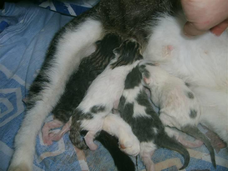 Blanding af racer tøsen billede 11