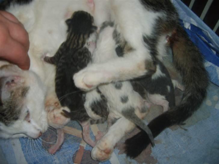 Blanding af racer tøsen billede 12