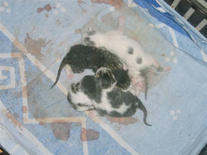 Blanding af racer tøsen - er lige blivet født i dag og fik 2 pige og 2 drenge  billede 13