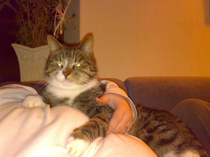 Huskat Lucifer billede 13