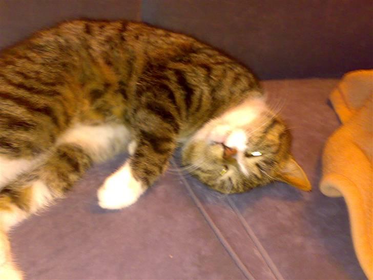 Huskat Lucifer billede 14