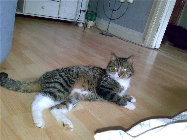 Huskat Lucifer billede 15