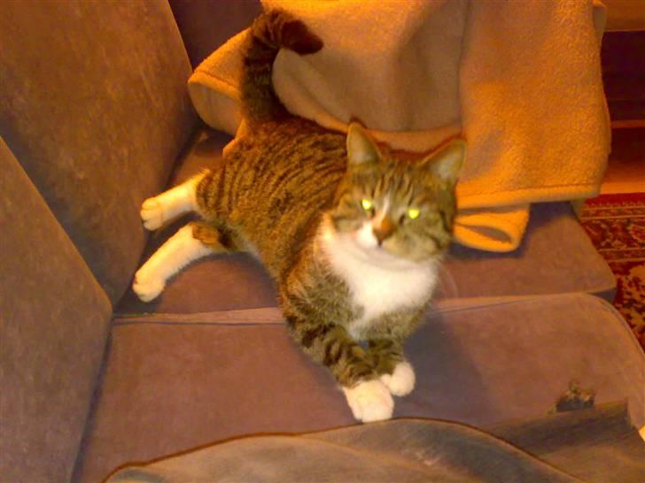 Huskat Lucifer billede 16