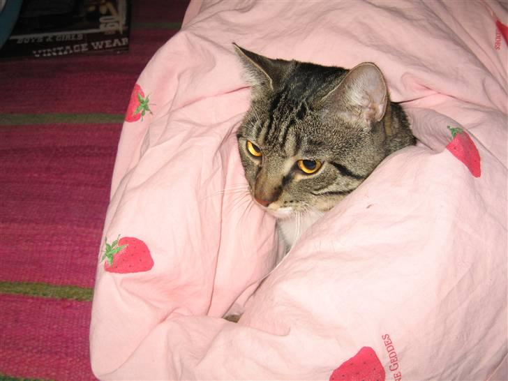 Huskat Stoffer billede 5