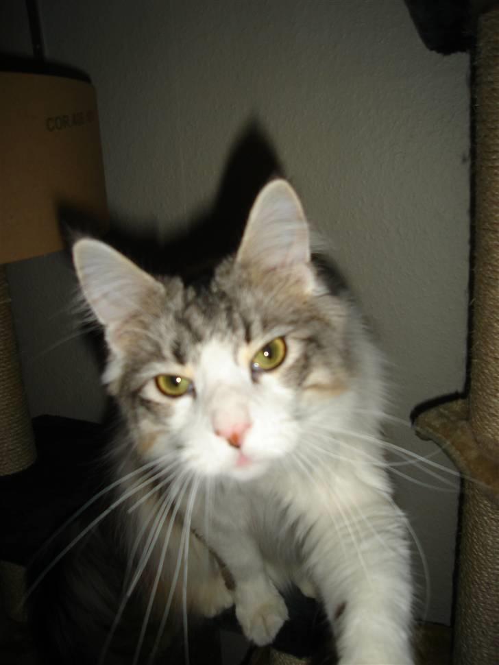 Maine Coon tiggi ( diamonds-dreams) - nej nu vil jeg altså lege og ikke sidde stille mere billede 14