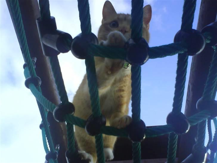 Huskat Muddi billede 14