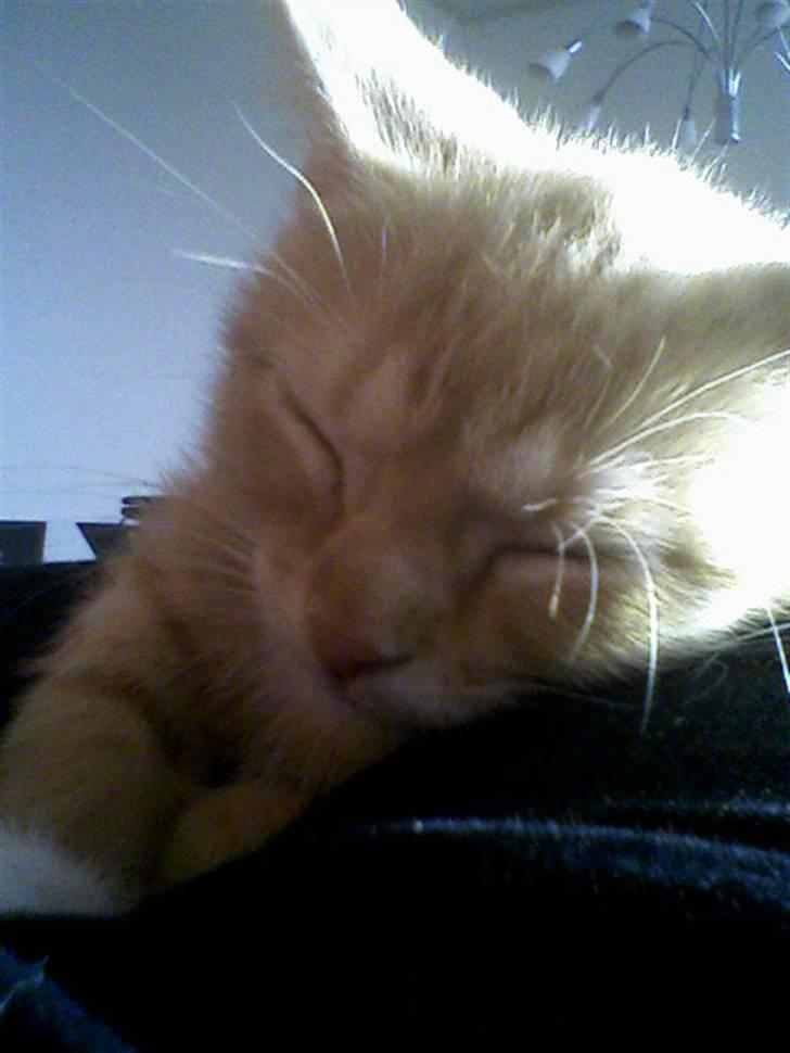 Huskat Muddi billede 16