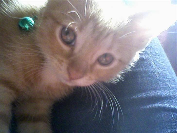 Huskat Muddi billede 17