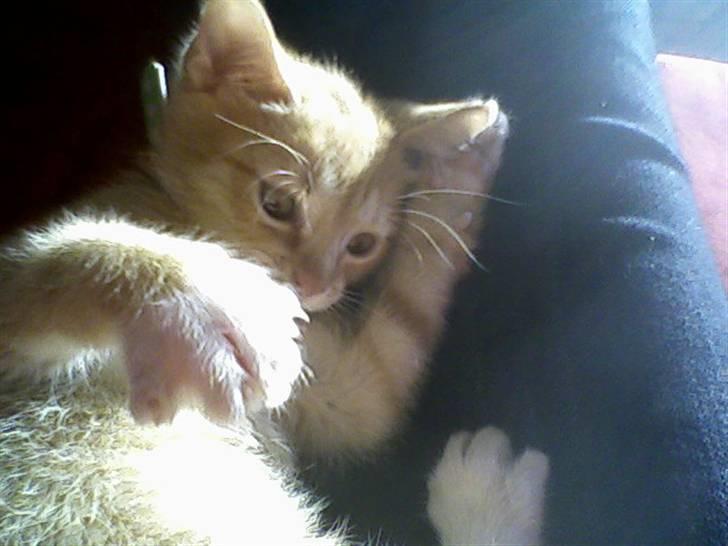 Huskat Muddi billede 18