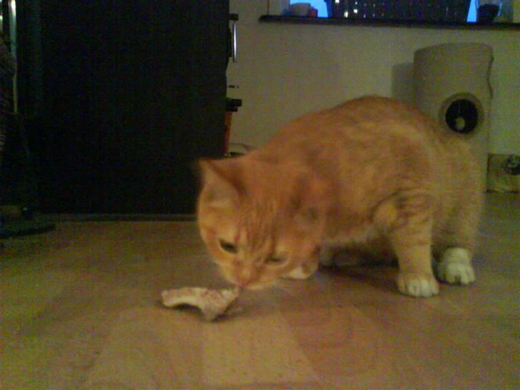 Huskat Muddi billede 20