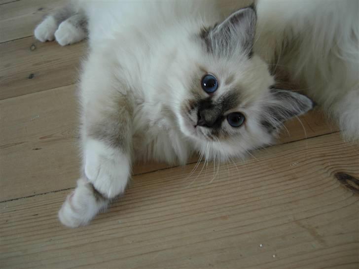 Hellig Birma Agapanthus - Agapanthus 10 uger, født 14 august 2007 billede 1