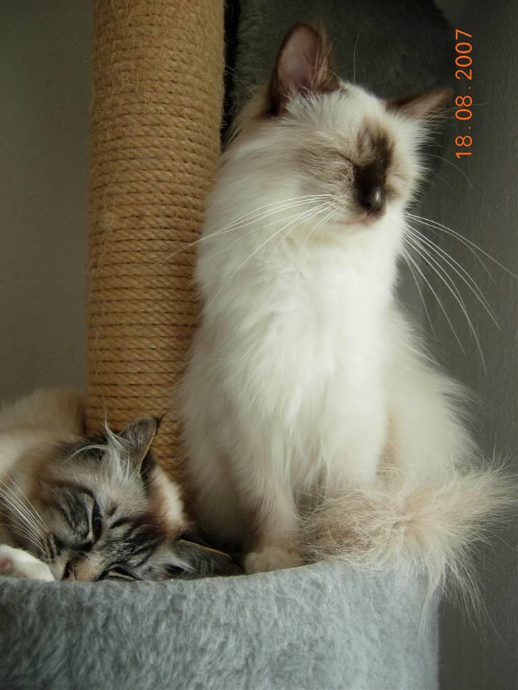 Hellig Birma Agapanthus - Agapanthus´s far og mor billede 2