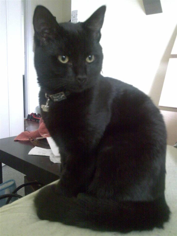 Huskat Bounty billede 12